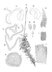 Leptodontium. A–N: L. interruptum. A, habit with capsule, moist. B–D, leaf and costa cross-sections. E–G, stem leaves. H, leaf apex. I, mid laminal cells, margin on right. J, lower laminal cells, margin on right. K, stem cross-section. L–N, axillary propagula. A–K drawn from T.F. Cheeseman s.n., Oct. 1882, AK 10906; L–N drawn from J.E. Beever 40-40, CHR 612361.
 Image: R.D. Seppelt © R.D.Seppelt All rights reserved